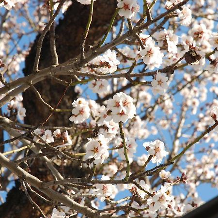 Almond Court Motel アレクサンドラ 部屋 写真